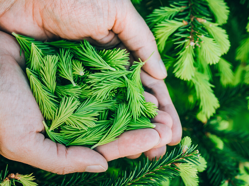 Workshop: Der Wald als Nahrungsquelle
