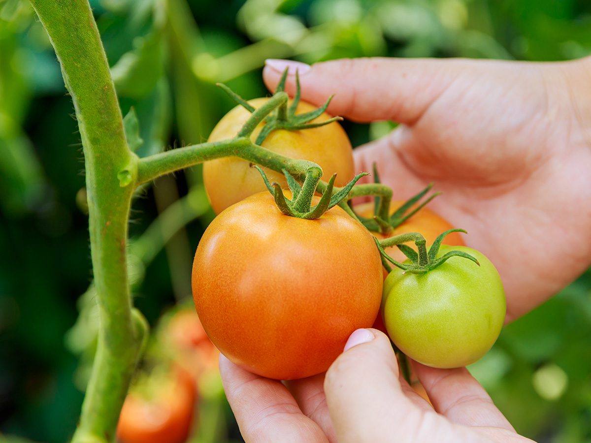 Tomatenvielfalt
